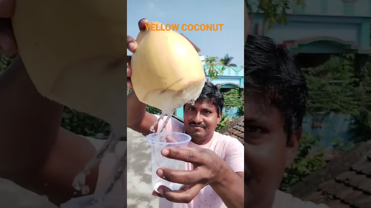 yellow coconut || coconut 