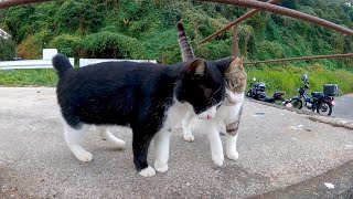 The good friend stray cat duo I met at the port is cute