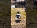 #naturlovers 🍂😻🦆💯