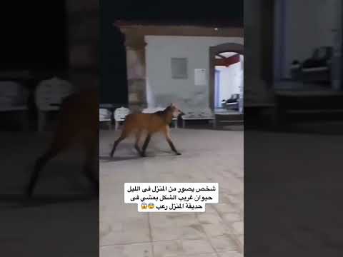 حيوان غريب الشكل يمشي في حديقة المنزل رعب ترند اليوم المحتوى الرائج ترند السعودية 
