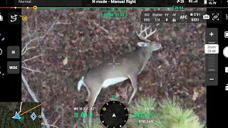 Drone Finds Buck in 1:21 - Calhoun County Alabama - DJI Mavic 3T Thermal