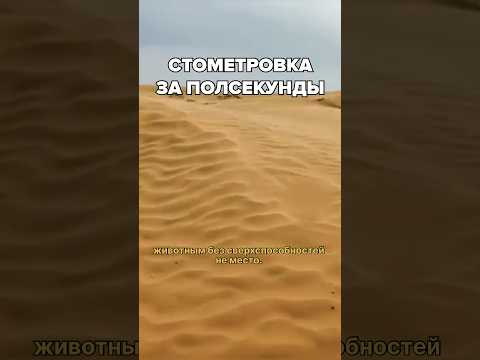 Они развивают невероятную скорость, чтобы выжить!