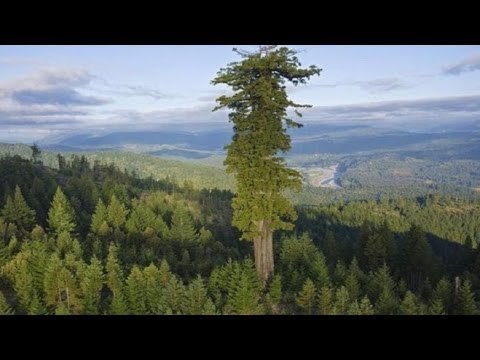 15 BIGGEST Trees in the World