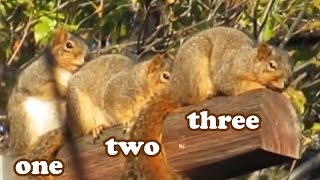 Squirrel Wildlife - Three Squirrels - Grey Squirrel - Gray Squirrel  - Wild Animals Videos - Jazevox