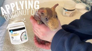 How to Apply Coconut Oil to Skinny Pigs | skinny pig care