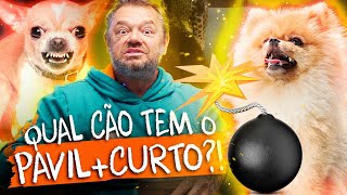 CINCO CÃES COM PAVIO CURTO! | RICHARD RASMUSSEN