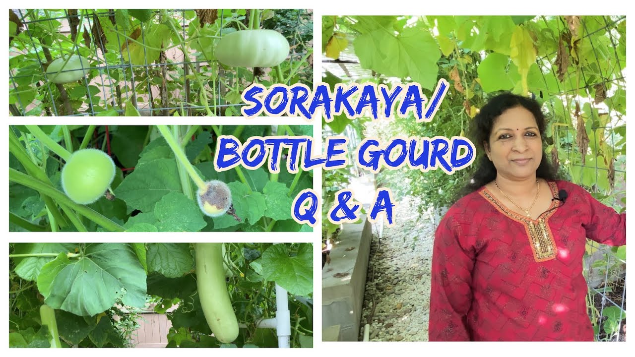 BGE: EPI 12 || Sorakaya/Bottle Gourd Q & A || సొరకాయ ఎలా..