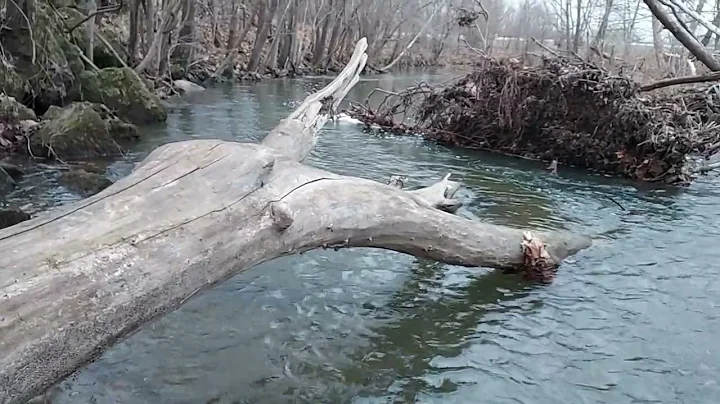 Mink Blind set with catch