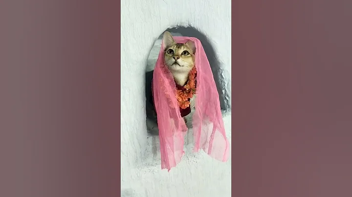 Video 11527881: cat kitten cute baby, kitten meowing, kitten funny