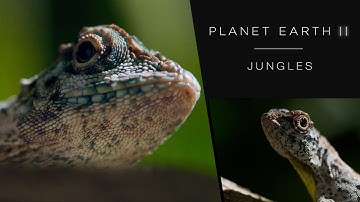 Draco lizard soars like a dragon - Planet Earth II: Jungles - BBC