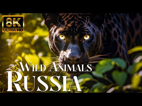 Wild Animals Of Russia 8K - Wonderful Wildlife Film With Calming Music