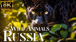 Wild Animals Of Russia 8k - Wonderful Wildlife Film With Calming Music