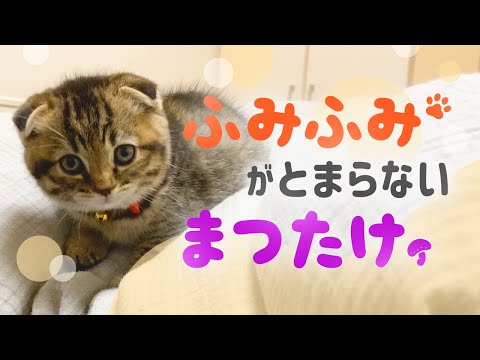 布団の上でふみふみが止まらない生後2ヶ月半の子猫が可愛すぎる！