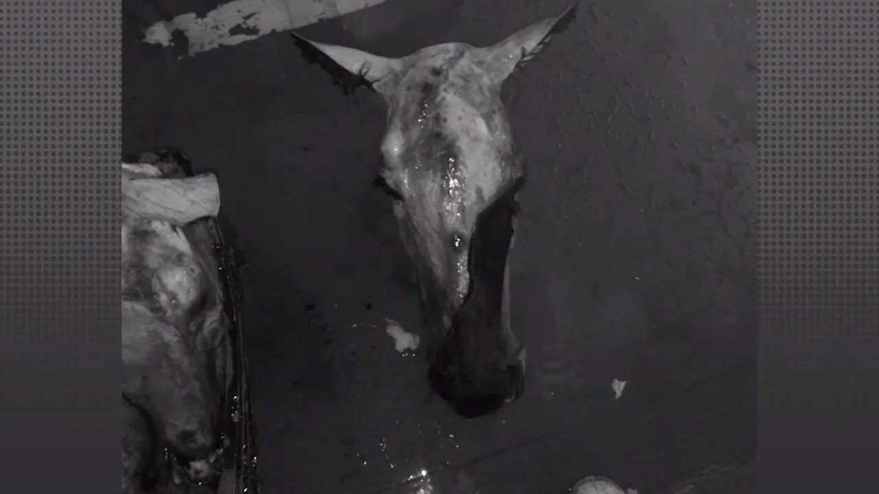 Qali Warma-Niños consumían carne de caballo