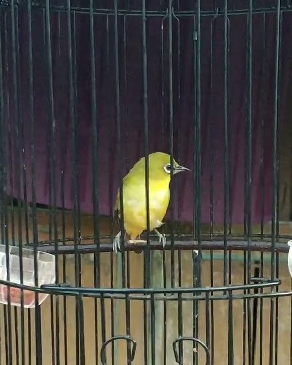 PLECI ENDEMIK DAKUN WILIS NEMBAK MEWAH