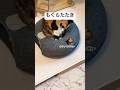 もぐらたたき #猫 #cat #癒やされる #猫動画 #ねこ #癒され #子猫 #癒される #三毛猫 #かわいい #ペット #もぐらたたき