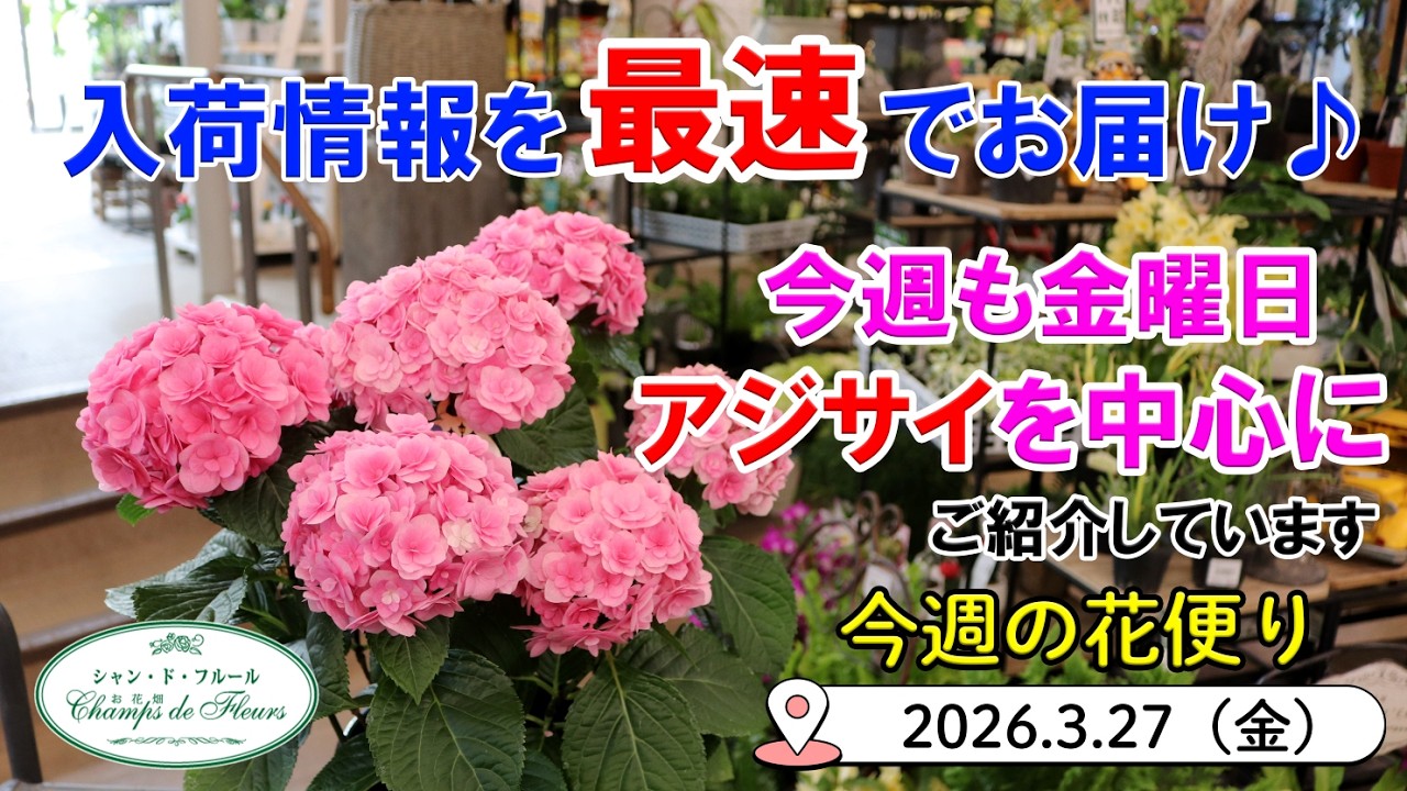 希少アジサイ　購入前にコメント This Week's Flower News #174 [March 27, 2026] More arrival