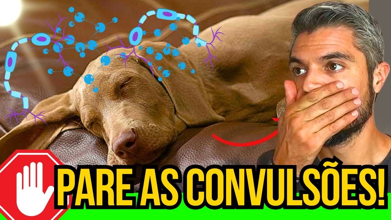 CACHORRO TEVE UMA CONVULSÃO O QUE FAZER EM CASA SINAIS DE PROBLEMAS ...