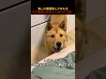 咳した瞬間飛んできた犬もう完全にボディーガード（泣）