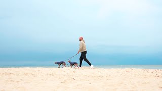 Italian Greyhounds Enjoying the Beach in Bad Weather | DG Urban Soft Shell Jumper “Crown Blue” screenshot 5