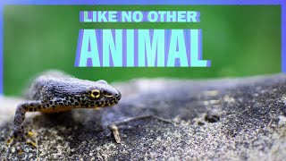 How Salamanders Break The Rules Of Life