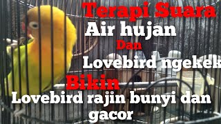 Terapi Suara Air Hujan Dan Lovebird Ngekek Bikin Lb Lain Rajin Bunyi Dan Gacor