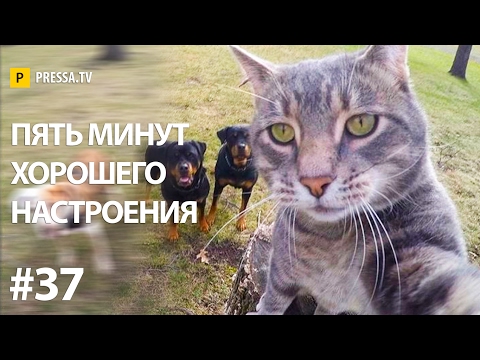 Подборка смешного видео - февраль 2017