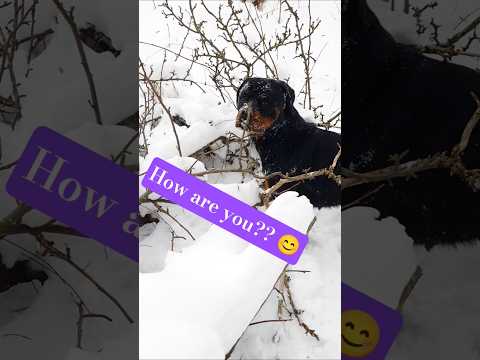 Hey!! how are you? 😊 #rottweiler #dog #snow #friends #beautiful #cutedog #dogshorts #doglife