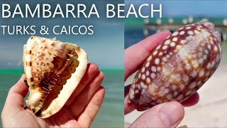 Finding Colorful SHELL Treasures in Turks & Caicos!