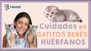 ¿CÓMO CUIDAR UN GATO BEBÉ SIN MAMÁ? | Guía completa para gatitos huérfanos  Lauvet