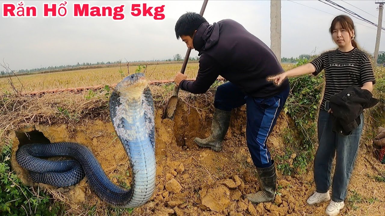 Cuộc Gọi Khẩn Cấp Của Bà Cụ 80 Tuổi Phát Hiện 2 Con Rắn Hổ Mang Bò Vào Chuồng Gà