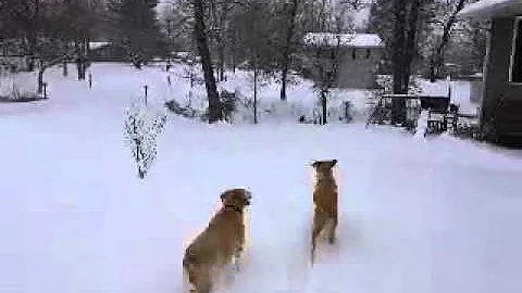 Snow Day