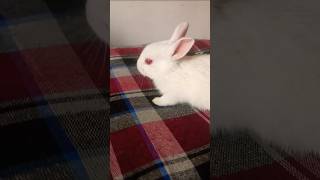 hira mujhe  mil jaye 🐰❤️ #rabbit #rabbitlovers #viral #viralvideo #shortfeed #shorts