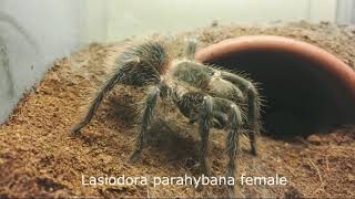 Madárpók etetés /Tarantula feeding video #4