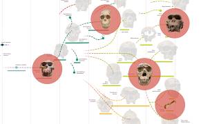 Five Human Ancestors You Should Know About