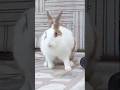 Rabbit 🐰 enjoy beautiful morning 🌞🌄#rabbit #pets #cutebunny