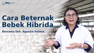 CARA BETERNAK BEBEK HIBRIDA GUNSI 888