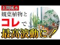 【玄関風水】観葉植物＋〇〇で家全体を最高波動に！幸せなお金持ちの玄関風水５選　お金だけでなく愛・仕事・人間関係すべての幸運を引き寄せる玄関風水５つ。簡単で確実な玄関の運気アップ法の決定版。必見です！