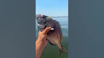Eating The First Fish I Catch Catchandcook 