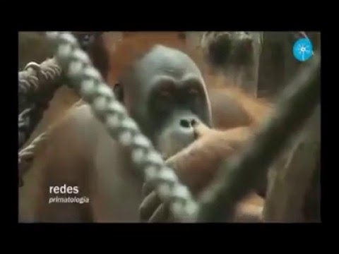 Orangutanın müthiş zekası