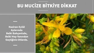 BU ŞİFALI MUCİZE BİTKİYE DİKKAT🌺🤩