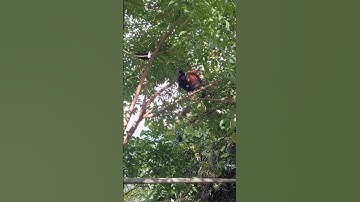 gà rừng ở trên cây.qaib qus nyob saum ntoo