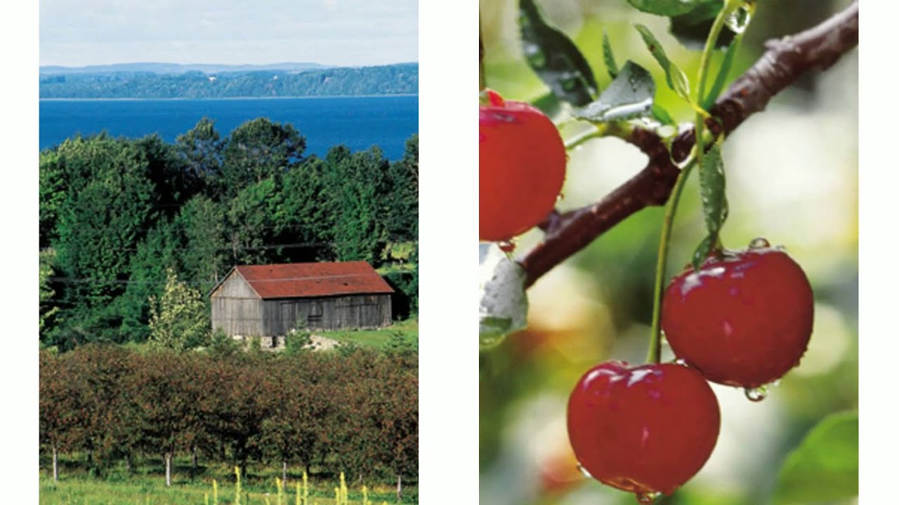 Cherry Juice U Pick Cherries