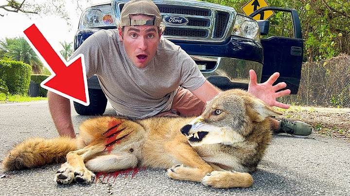 RESCUED MASSIVE COYOTE HIT BY CAR ! CAN WE SAVE HIM ?!
