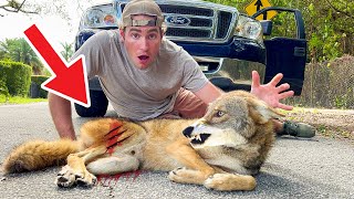 Rescued Massive Coyote Hit By Car ! Can We Save Him ?!