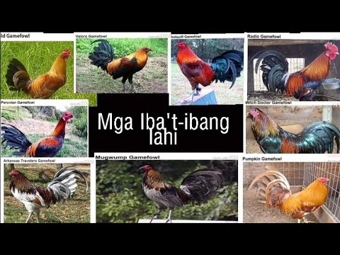 Video: Mga manok na may itim na karne: pangalan ng lahi, larawang may paglalarawan