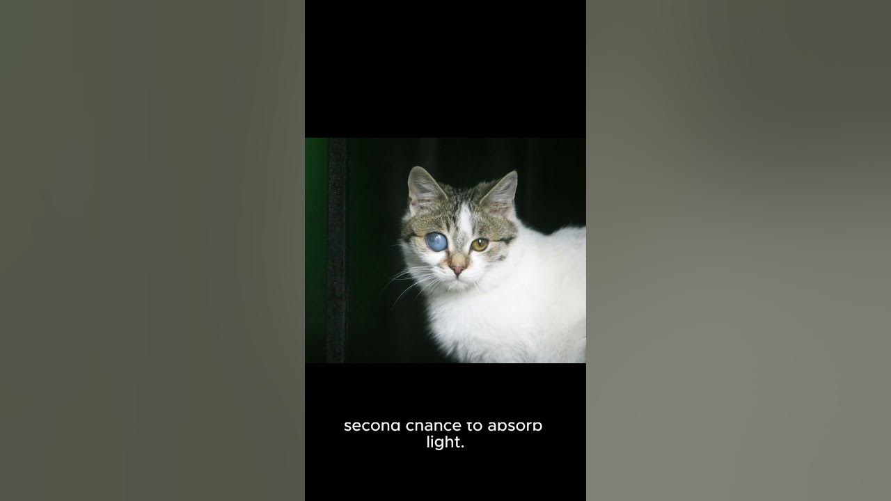 the-science-behind-why-cats-eyes-glow-at-night-illuminating-the