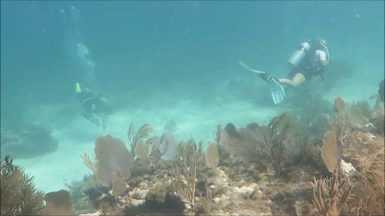 Diving Alligator Reef YouTube
