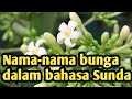 Kembang Jambu Aer Ngarana