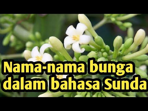 Nama Nama Bunga Dalam Bahasa Sunda Youtube